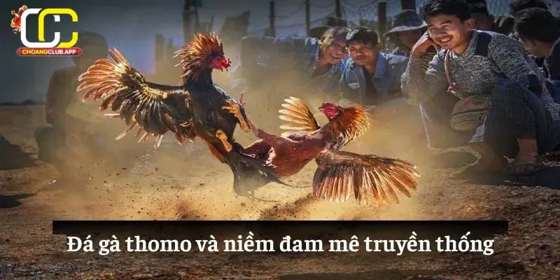 Mẹo Thắng Lớn Khi Chơi Đá Gà Thomo Trên Choangclub